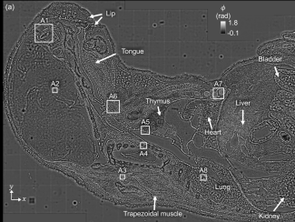 View of a mouse through a microscope